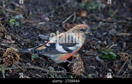 White-winged crossbill with Spruce cone. Stock Photo