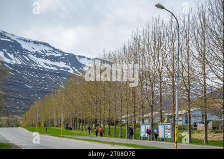 Beautiful avenue with trees in a row at Seydisfjordur, Iceland, lots of people on path next to the street, snow mountain in the background Stock Photo