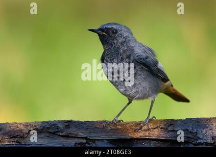 Moulting Male Black Redstart (phoenicurus ochruros) close posing shot with green background Stock Photo