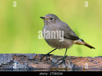 Female Black Redstart (phoenicurus ochruros) close shot of perched bird on fallen tree in autumn migration season Stock Photo