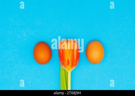 Two brown chicken eggs and one red tulips on a blue background. Two Easter Eggs Stock Photo