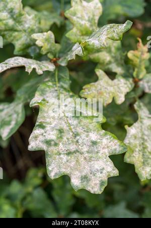 Oak leaves with powdery mildew fungus / leaf pathogen - possibly Erysiphe alphitoides. Commonly seen Autumn time. Focus on lower leaf / & leftish Stock Photo