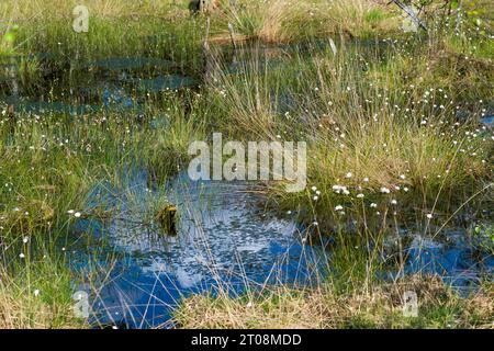 Scheiden-Wollgras or Scheidiges Wollgras (Eriophorum vaginatum) with seed stands on bulbs (Bult or Buelte), Pfeifen-Gras or moor-grass (Molinia) Stock Photo