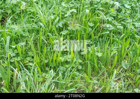 Ribwort Plantain / Plantago lanceolata growing among grass. Slightly backlit the ribwort leaves are more yellow and wider than grass. Common weed. Stock Photo