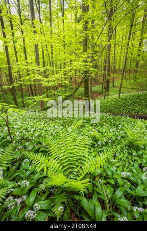 Blooming ramson (Allium ursinum), beech forest, Sihlwald near Zurich, Canton Zurich, Switzerland Stock Photo