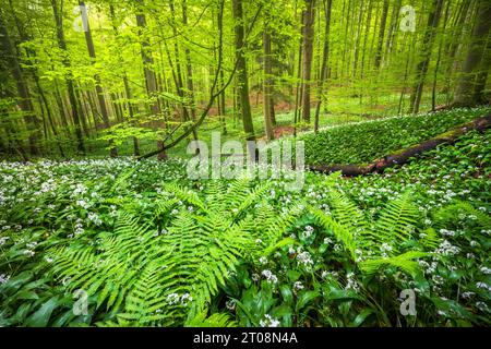 Blooming ramson (Allium ursinum), beech forest, Sihlwald near Zurich, Canton Zurich, Switzerland Stock Photo