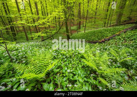 Blooming ramson (Allium ursinum), beech forest, Sihlwald near Zurich, Canton Zurich, Switzerland Stock Photo