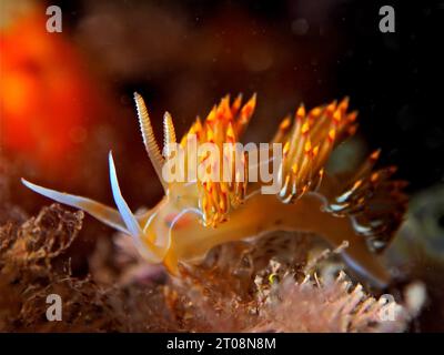 Thread snail Orange Godiva (Dondice banyulensis), Dive site Marine Reserve Cap de Creus, Cadaques, Costa Brava, Spain, Mediterranean Sea Stock Photo