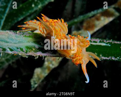 Thread snail Orange Godiva (Dondice banyulensis), Dive site Marine Reserve Cap de Creus, Rosas, Costa Brava, Spain, Mediterranean Sea Stock Photo