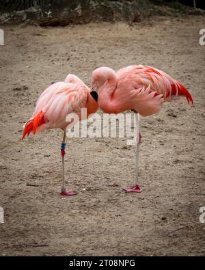 Two flamingos standing near each other Stock Photo