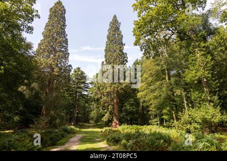 Sequoiadendron giganteum giant redwood trees Wellingtonia on the Tall Trees Trail in New Forest national park,Hampshire,England,United Kingdom Stock Photo