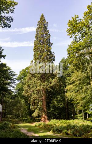 Sequoiadendron giganteum giant redwood trees Wellingtonia on the Tall Trees Trail in New Forest national park,Hampshire,England,United Kingdom Stock Photo