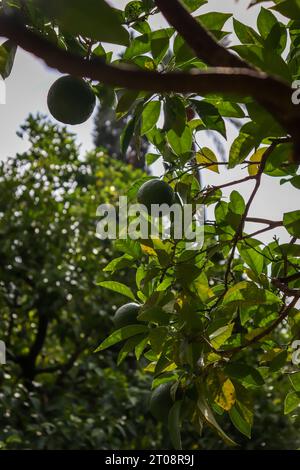 Ripe citrus fruit handing on a tree in a beautiful park in Seville, Spain Stock Photo