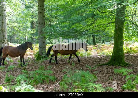 Ponies in the New Forest near to the Tall Trees Trail walking though the woods countryside,England,UK,september 2023 Stock Photo