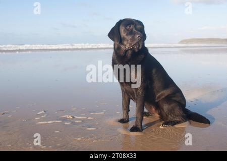 Black Labrador Retriever sitting on a beach - John Gollop Stock Photo