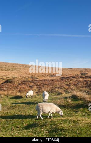 Sheep grazing on Dartmoor National Park, Devon, UK - John Gollop Stock Photo