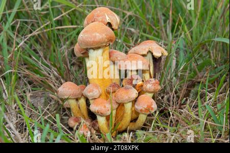 Group of Sulphur tuft mushrooms growing among grass Stock Photo