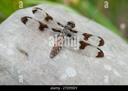 Twelve-Spotted Skimmer dragonfly landed on a rock Stock Photo