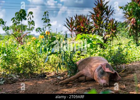 Pig resting in the mud Stock Photo