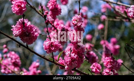 Double Flowering Plum (Prunus triloba Multiplex) blossoming flowers Stock Photo