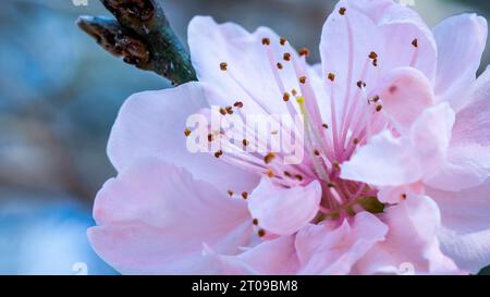 Cherry blossom closeup during the spring season Stock Photo