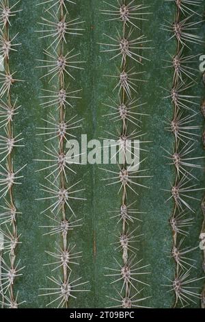 Spiky green cactus close-up. Natural background. Stock Photo