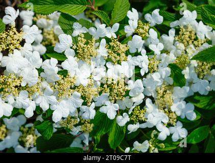 White flowers of Japanese snowball bush. Flowering plant close-up. Viburnum plicatum. Ornamental plant. Stock Photo