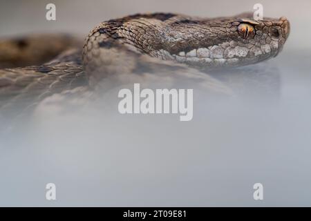 Coronella austriaca snake with dark spots and shining body curled round and raising head while crawling on dark background Stock Photo