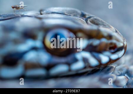 Closeup coronella austriaca snake with dark spots and shining body curled round and raising head while crawling on dark background Stock Photo