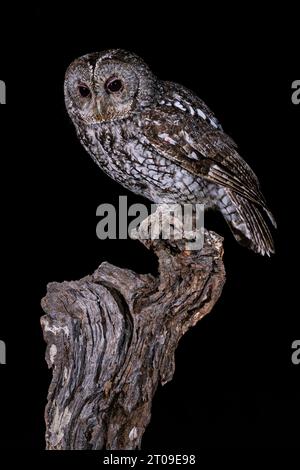 Tawny owl with brown feathers sitting on branch against black background Stock Photo