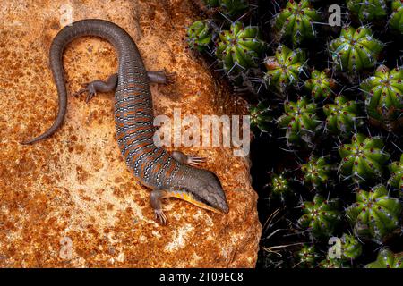 Closeup top view of Eumeces algeriensis on stone sitting on stone in nature Stock Photo