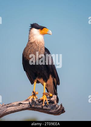 Selective focus of Caracara plancus with brown plumage and pointed beak sitting on withered tree branch an against blue cloudless sky Stock Photo