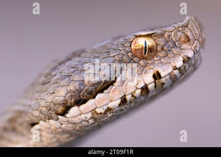 Closeup of Iberian viper with grayish brown skin with dark spots in nature Stock Photo