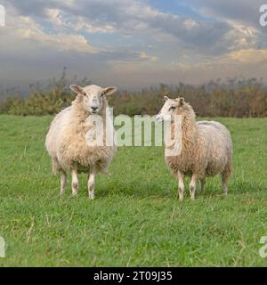 two fat lambs in a field Stock Photo