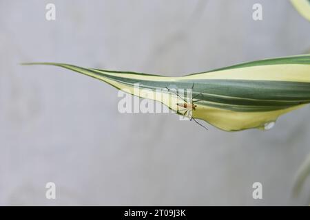 An orange color spiky Lynx spider (Oxyopidae) on the surface of a curly variegated Lucky bamboo leaf (Dracaena Sanderiana) in the home garden Stock Photo