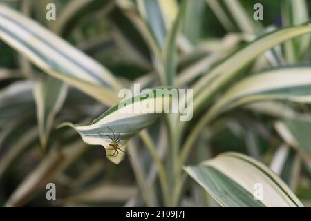 Back view of an orange colored spiky Lynx spider (Oxyopidae) walking away from on the edge of a white-striped Lucky bamboo leaf (Dracaena Sanderiana) Stock Photo