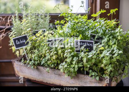 Various herbs in a flower pot, rosemary, parsley, sage, basil and others. Stock Photo