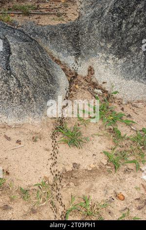 A column of marauding Matabele Ants return to their bivouac after a successful expeditionary raid on a termite colony. Many of the workers carry prey. Stock Photo