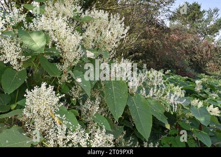 Giant Knotweed - Fallopia sachalinensis Stock Photo