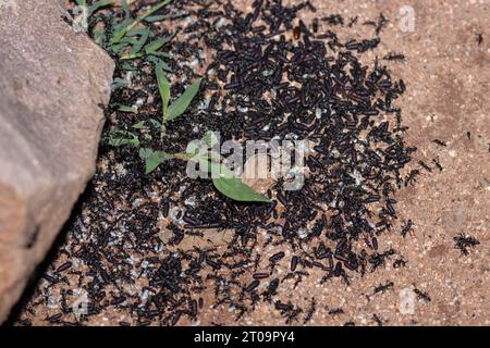 After a deluge of rain a colony of Matabele Ants prepare to move to a new temporary bivouac. They take great care to clean and carry their off-spring. Stock Photo