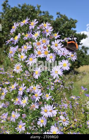 Confused Michaelmas-daisy - Aster novi-belgii Stock Photo