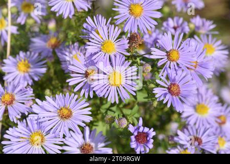 Confused Michaelmas-daisy - Aster novi-belgii Stock Photo