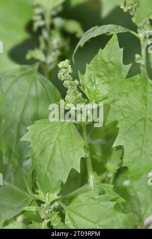 Nettle-leaved Goosefoot - Chenopodiastrum murale Stock Photo