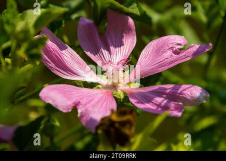 Flower close-up of Malva alcea greater musk, cut leaved, vervain or hollyhock mallow, on soft blurry green grass background. Stock Photo