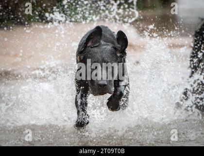 Black Labrador Retriever Stock Photo
