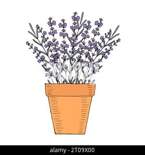 Lavender flower in a clay pot at home garden. Hand drawn vector element for design Stock Vector