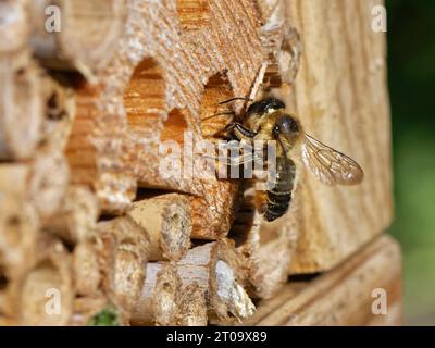 Wood-carving leafcutter bee (Megachile ligniseca) female removing a wood shaving she has cut while enlarging a nest burrow in an insect hotel, UK. Stock Photo