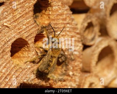 Wood-carving leafcutter bee (Megachile ligniseca) just emerged from its pupal case in an insect hotel, Wiltshire garden, UK, June. Stock Photo
