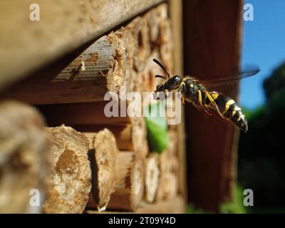Mason wasp / Potter wasp (Ancistrocerus sp.) flying to its nest hole in an insect hotel with a ball of mud in its jaws to seal a nest cell with, UK. Stock Photo