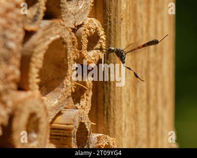 Lesser Pennant / Wild carrot wasp (Gasteruption assectator), a parasite of Yellow-face bees (Hylaeus spp.), hovering by insect hotel nest burrows UK. Stock Photo
